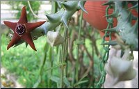 Orbea laticoronata 